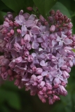 Lavender_Lady_TRD_TP_11