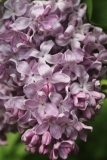 Lavender_Lady_TRD_TP_12
