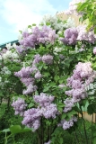 Lavender_Lady_TRD_TP_13