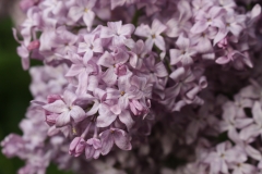 Lavender_Lady_TRD_TP_14