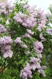 Lavender_Lady_TRD_TP_15