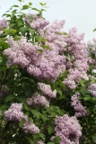 Lavender_Lady_TRD_TP_16