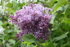 Lavender_Lady_TRD_TP_2