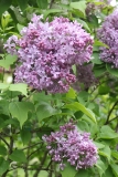 Lavender_Lady_TRD_TP_3