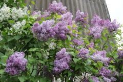 Lavender_Lady_TRD_TP_4