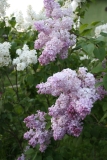 Lavender_Lady_TRD_TP_5