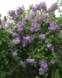 Lavender_Lady_TRD_TP_6