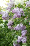 Lavender_Lady_TRD_TP_7