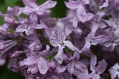 Lavender_Lady_TRD_TP_8