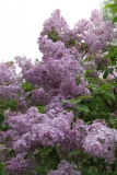 Lavender_Lady_TRD_TP_9