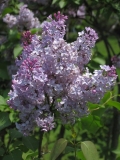 Lavoisier_CH_2