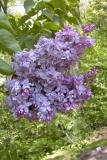 Sierra Exif JPEG