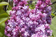 Le Printemps