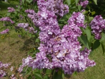 Le_Printemps_201906_MBG_MLD_3