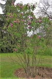 Le_Printemps_ZB_1