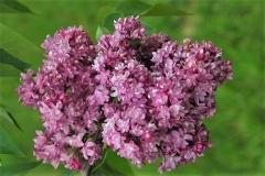 Le_Printemps_ZB_2
