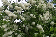 Lebedushka