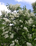 Lebedushka_2005_TP__ISA_1