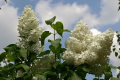 Lebedushka_2005_TP__ISA_2