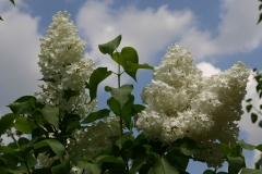 Lebedushka_2008_TP_2