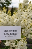 Lebedushka_201905_Russia_SS