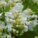 Lebedushka_2019_LM_CF