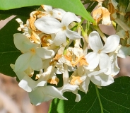 Lebedushka_20230526_Hueg_MLD