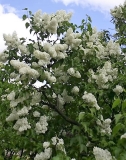 Lebedushka_TP_1