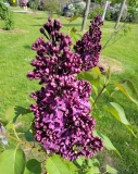 LECburg_Burgundy_Queen_20220513_HP_MLD
