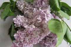 Ledokhod