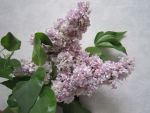 Ledokhod_TP_1
