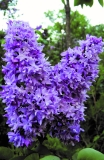 Leenu_Estonia_IS