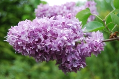 Leenu_Helen_Estonia_IS