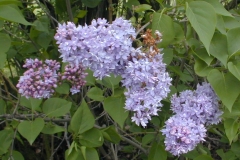Lemoinei
