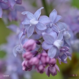 Lemoinei_2019_LM_CF