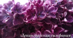 Leningradskaya_Simfoniya_TP_1