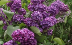 Leningradskaya_Simfoniya_TP_10