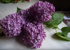 Leningradskaya_Simfoniya_TP_11