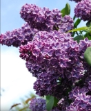 Leningradskaya_Simfoniya_TP_15