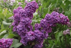 Leningradskaya_Simfoniya_TP_2