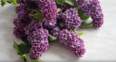 Leningradskaya_Simfoniya_TP_4