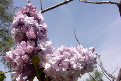 TOSHIBA Exif JPEG