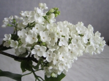 Lesnoi_Landysh_Russia_OA