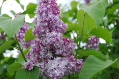 Lideris_IS_2