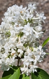 Liega_20230526_Hueg_MLD