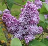 Liegas_Kaiminiene_201805_Dobele_NS_2