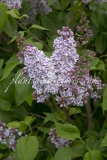Lila_Wonder_2006_BN_RHT_6