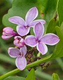 Lila_Wonder_20240424_MLD_MLD