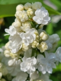 Lilac_Lady_20210428_NYBG_MLD_1