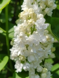 Lilac_Lady_20210428_NYBG_MLD_2